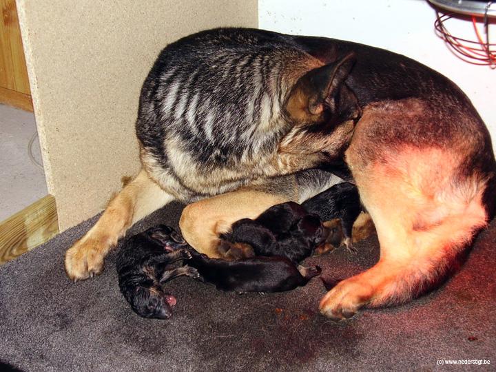 puppies (68)